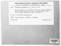 Thecaphora deformans image